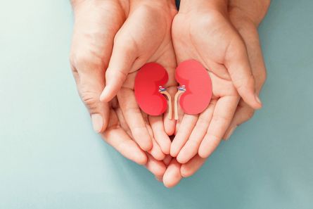 Adult and child holding kidney shaped paper, world kidney day, National Organ Donor Day, charity donation concept